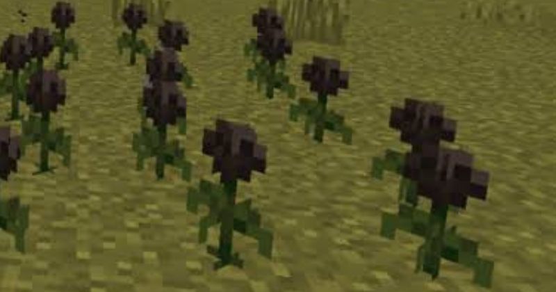 Bí mật đáng sợ về hoa hồng Wither